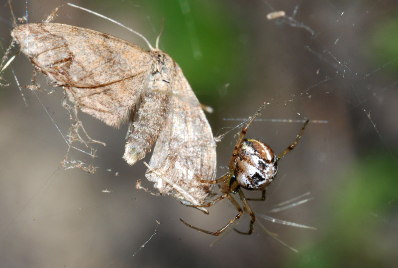 Predatori di farfalle